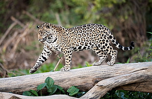 selective focus photography of leopard on tree branch